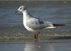 deauville131026 037