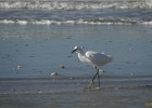 deauville131026 050