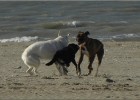 deauville131026 087