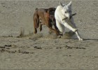 deauville131026 088