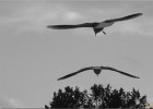 deauville131026 179