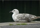 malolesbains140607 016