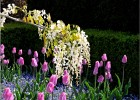 giverny170419 004c