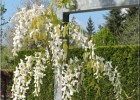 giverny170419 020