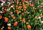 giverny170419 021