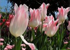 giverny170419 023