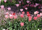 giverny170419 024