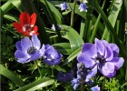 giverny170419 029
