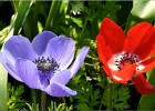 giverny170419 030