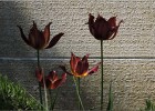 giverny170419 034