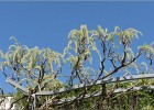 giverny170419 037