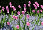 giverny170419 039