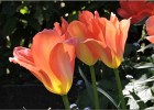 giverny170419 045
