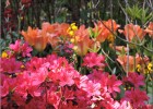 giverny170419 052