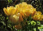 giverny170419 056