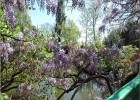 giverny170419 057