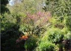 giverny170419 058