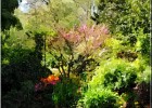 giverny170419 058b