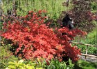 giverny170419 060