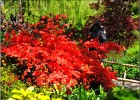 giverny170419 060b