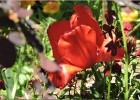 giverny170419 061