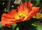 giverny170419 067