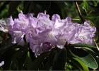 giverny170419 068
