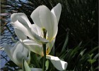 giverny170419 079