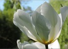 giverny170419 080