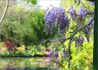 giverny170419 084