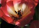 giverny170419 090