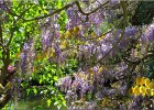 giverny170419 091