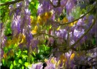 giverny170419 091b