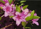 giverny170419 094