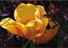giverny170419 097