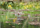 giverny170419 099