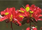 giverny170419 105