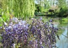 giverny170419 111