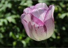 giverny170419 114