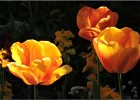 giverny170419 115