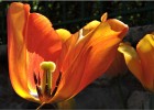 giverny170419 118