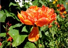 giverny170419 120
