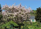 giverny170419 122