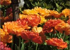 giverny170419 127