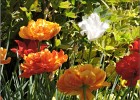 giverny170419 131