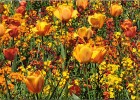 giverny170419 143