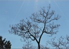 giverny170419 148