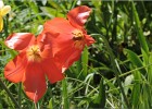 giverny170419 190