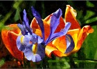 giverny170419 191b