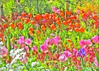 giverny170419 204